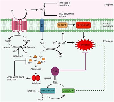 Plausible Involvement of Ethylene in Plant Ferroptosis: Prospects and Leads